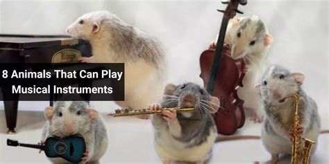 8 Animals That Can Play Musical Instruments