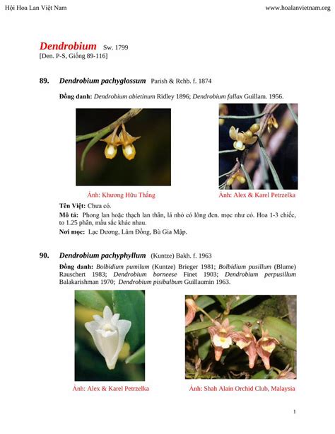 (PDF) Dendrobium - Hoa Lan Viet Nam - DOKUMEN.TIPS