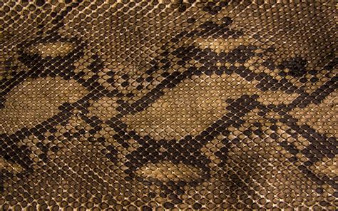 Snake Skin iPhone Wallpapers - Top Free Snake Skin iPhone Backgrounds - WallpaperAccess