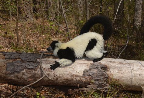 Black and White Ruffed Lemur - Duke Lemur Center