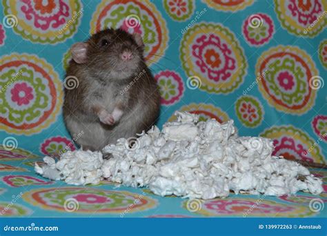 Cute rat plays in bedding stock image. Image of birthday - 139972263