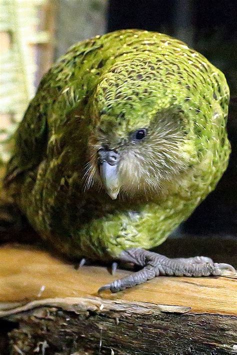 Kakapo : Birding NZ