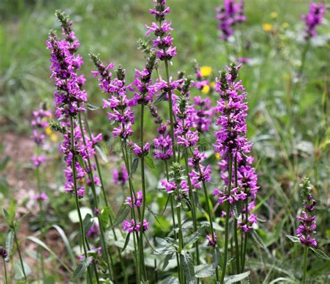 Betonica Officinalis,common Names Betony, Purple Betony, Common ...