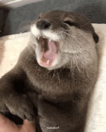 otter gifs | WiffleGif