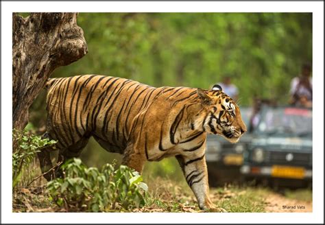 Do's and Dont's of safari - Tiger Safari India Blog