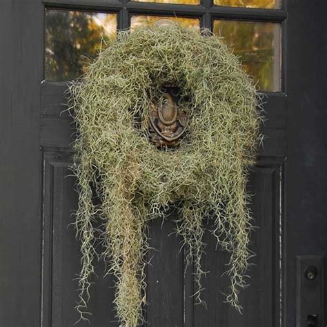 Pin by Catie Martin on Swamp Witch | Moss wreath, Spanish moss, Wreaths