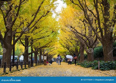 The Ginkgo Street Avenue in Meiji Jingu Gaien Park Editorial Photo - Image of gaien, carpet ...