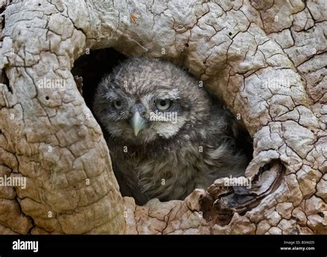 Baby Little Owl looking out of nest, portrait Stock Photo - Alamy