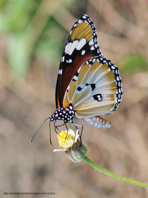 Danaus chrysippus (Plain Tiger Butterfly)