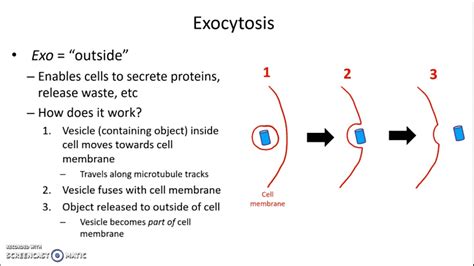 What is exocytosis in a cell? examples, process, and function