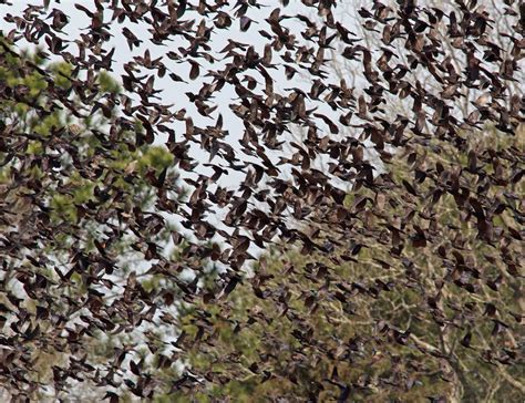 Exploring Nature in NC: Grackle Migration 2014