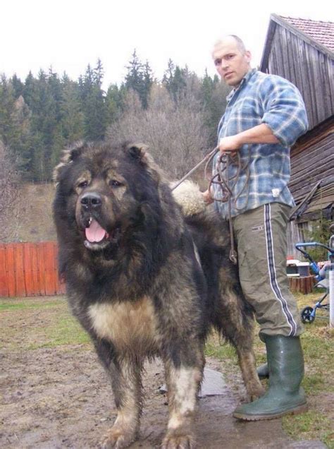 What Dog Breeds Are The Largest