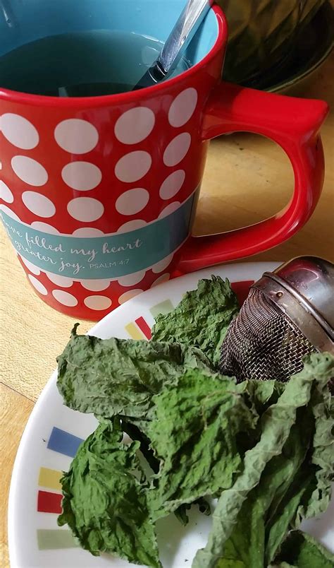 Making Stinging Nettle Tea: How Stinging Nettles Saved my Sanity