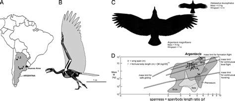 Location and size of Argentavis. (A) Map of Argentina showing four... | Download Scientific Diagram