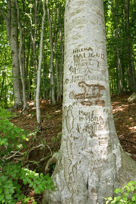 Tree trunk with carvings - Stock Photo - Dissolve