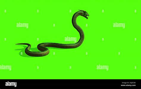 3d illustration - Snake on a Green Screen - background Stock Photo - Alamy