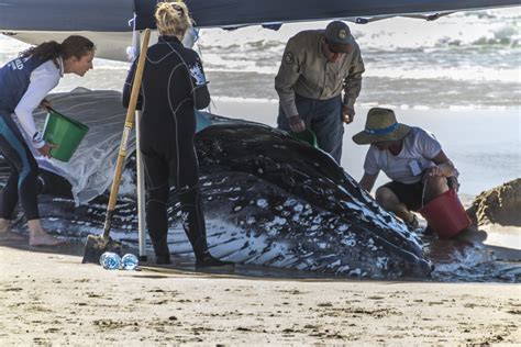 Almost 200 whales stranded on New Zealand shore | Salon.com