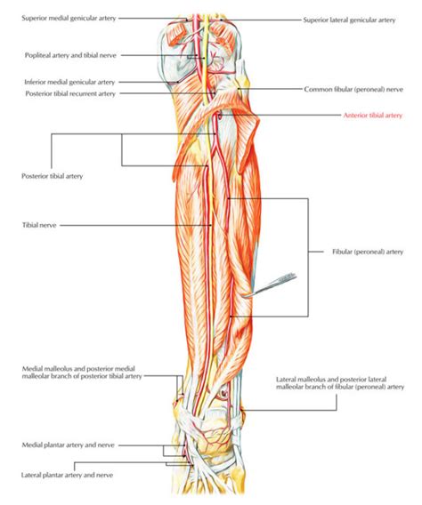 Anterior Tibial Artery – Earth's Lab