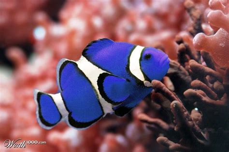 Blue Clown Fish - Worth1000 Contests | Marine fish, Clown fish, Sea creatures
