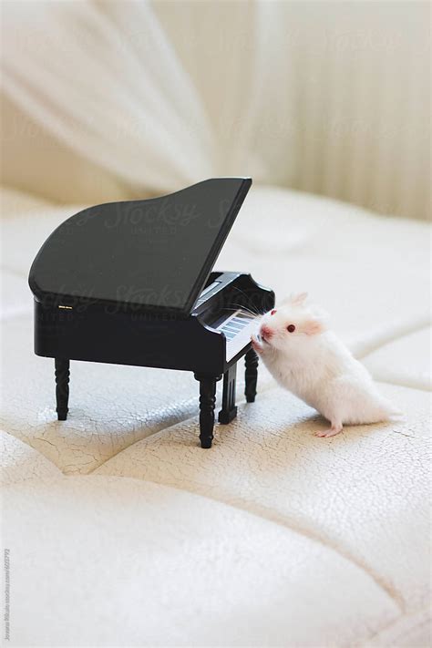 "Albino Hamster Playing A Piano" by Stocksy Contributor "Jovana Rikalo" - Stocksy