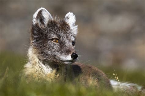 See & Explore AS | Explore Wildlife in Svalbard