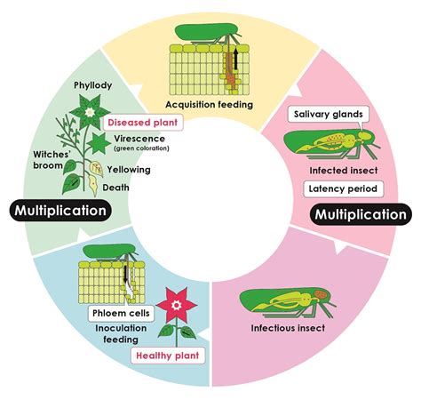 Elucidating the mystery of phytoplasmas, the ultimate idler bacteria ...