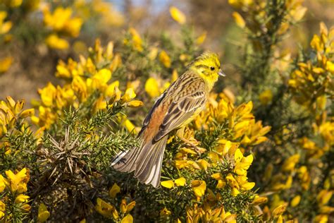 Yellowhammer Emberiza Citrinella Free Stock Photo - Public Domain Pictures