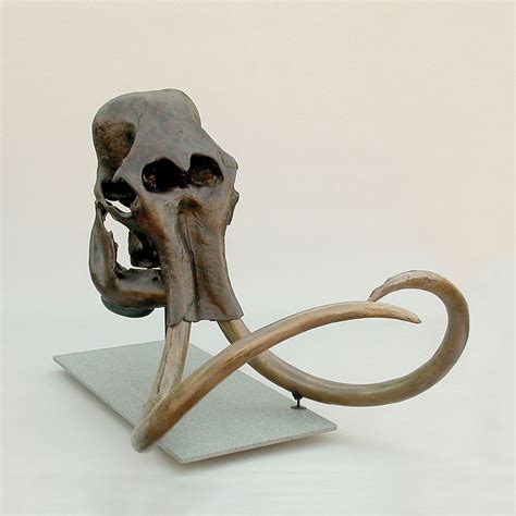 Woolly Mammoth Skull + Stand | Elephant skull, Skull and bones, Wooly ...