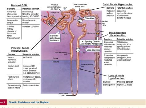 Table 5 from Combination of loop diuretics with thiazide-type diuretics ...