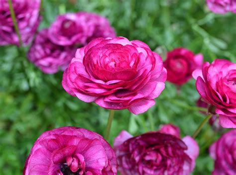 Growing Ranunculus – Planting & Caring for Persian Buttercups | Garden Design