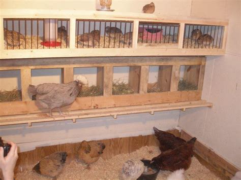 coturnix quail housing | Chickens backyard, Chicken cages, Chickens
