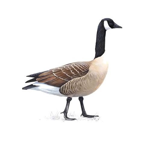 Canada Goose Facts | Branta Canadensis