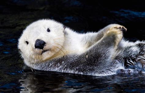 La loutre de mer : Adorable mais en danger