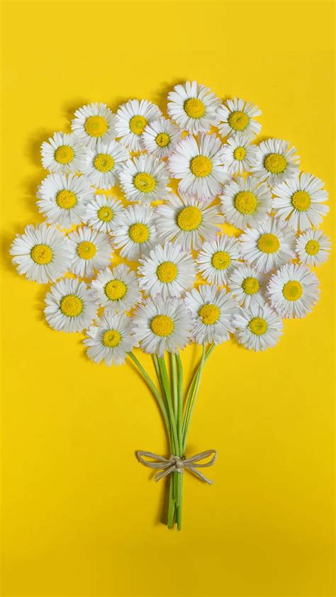 Daisy, flowers, white, yellow, background, bouquet, HD phone wallpaper | Peakpx