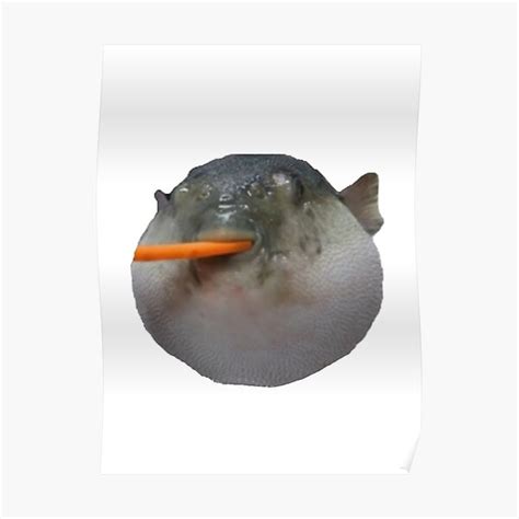 "Pufferfish Eating Carrot Meme" Poster for Sale by GoldenMinerMan3 | Redbubble