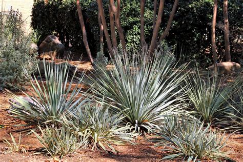 Yucca Plants In Park Free Stock Photo - Public Domain Pictures