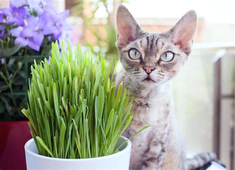 What Is Cat Grass? Learn How to Grow Cat Grass Indoors | PetMD