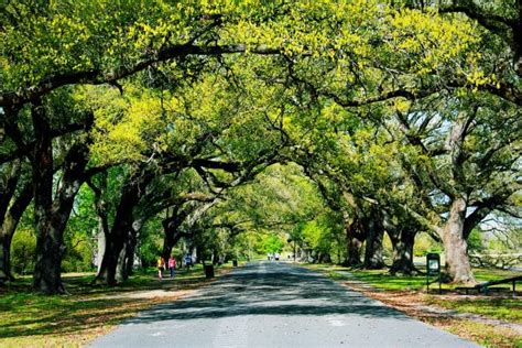 Audubon Park Loop - Great Runs