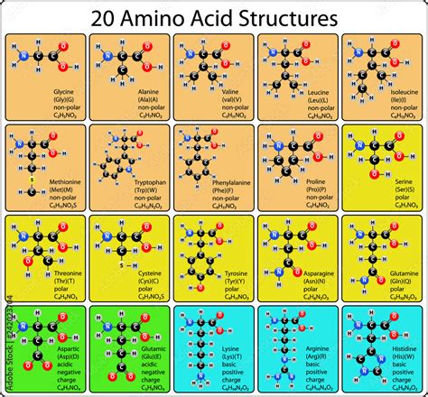 20 Amino Acid Molecules Ball and Stick Structure Stock Vector | Adobe Stock