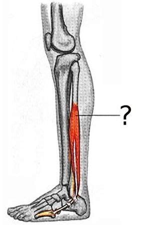 Peroneus Tertius Tendon