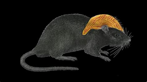 Donald Trump: RATA DE DOS PATAS (Rat with Two Legs) - GET OUT THE VOTE ...