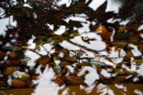 Download free photo of Brown,rain,puddle,drops,water - from needpix.com