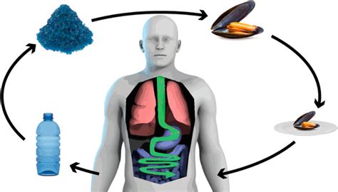 Harmful Effects Of Plastic On Humans