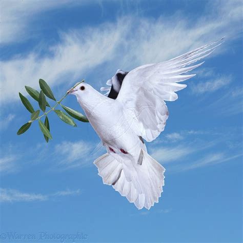 images of a peace dove | Peace dove | Güvercin, Güzel kuşlar, Poertre ...