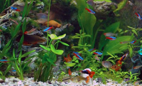 Neon Tetra Fish Facts, Care, Disease, Breeding, Tank Mates, Pictures