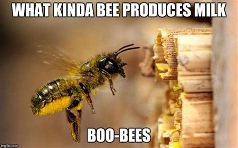 20 Entertaining Bee Memes You Just Can't Ignore | SayingImages.com | Bee meme, Bee, Memes