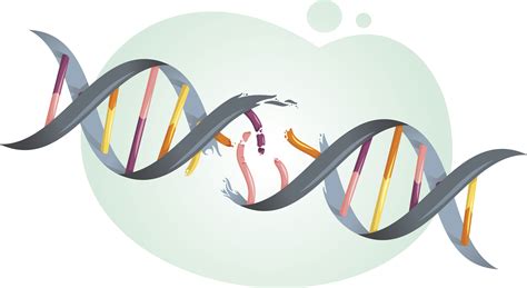 Drexel Medicine Researchers Develop New Technology to Target DNA Damage ...