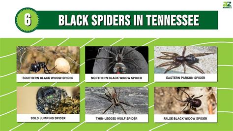 Discover 6 Black Spiders in Tennessee - A-Z Animals