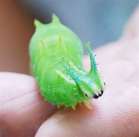 Japanese Emperor caterpillar : pics