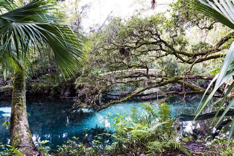 15 Best Things to Do in Ocala (FL) - The Crazy Tourist